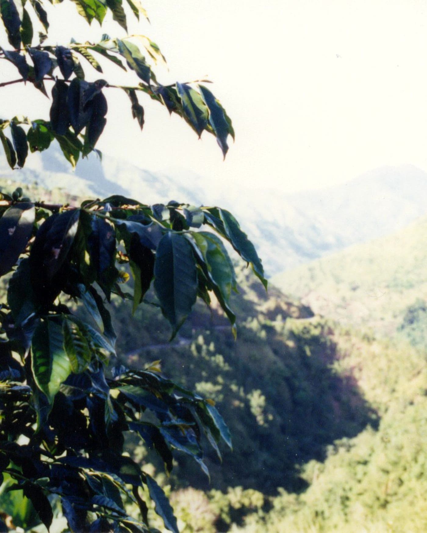 The Blue Mountains